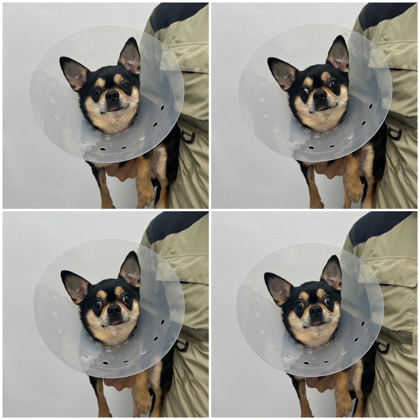 천안시 동물보호센터_444449202400550
